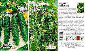 the best varieties of bee-pollinated cucumbers