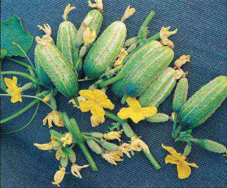 the best varieties of bee-pollinated cucumbers