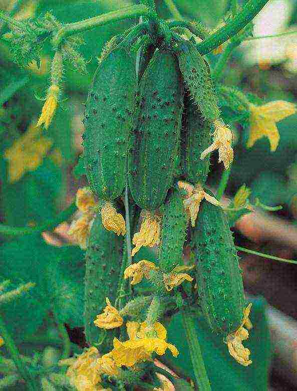 the best varieties of bee-pollinated cucumbers