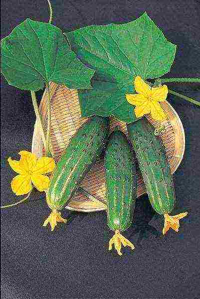 the best varieties of bee-pollinated cucumbers