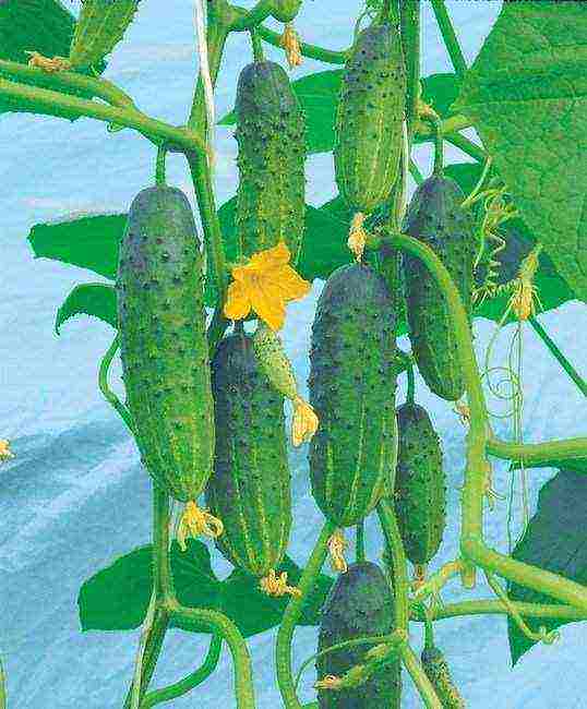 the best varieties of bee-pollinated cucumbers