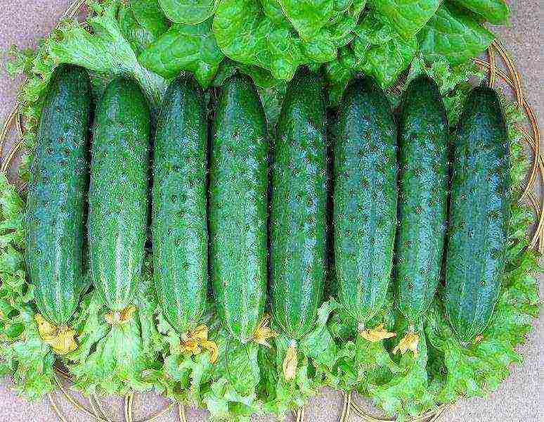 the best varieties of bee-pollinated cucumbers