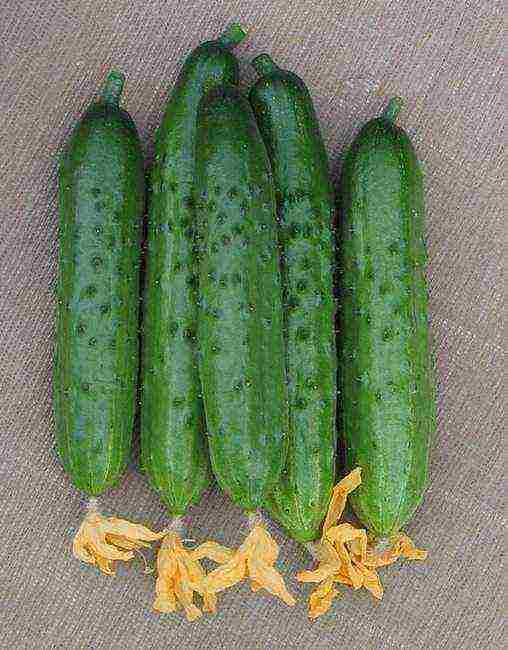 the best varieties of bee-pollinated cucumbers