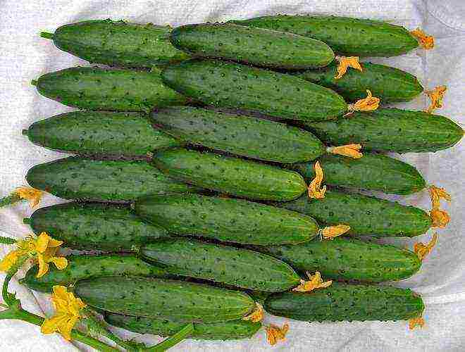 the best varieties of bee-pollinated cucumbers