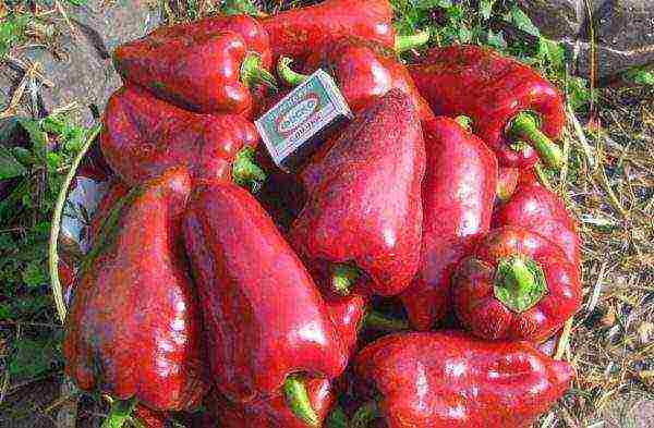 the best varieties of early pepper