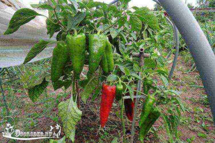 the best varieties of early pepper