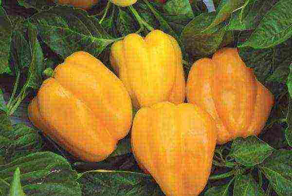 the best varieties of peppers semko