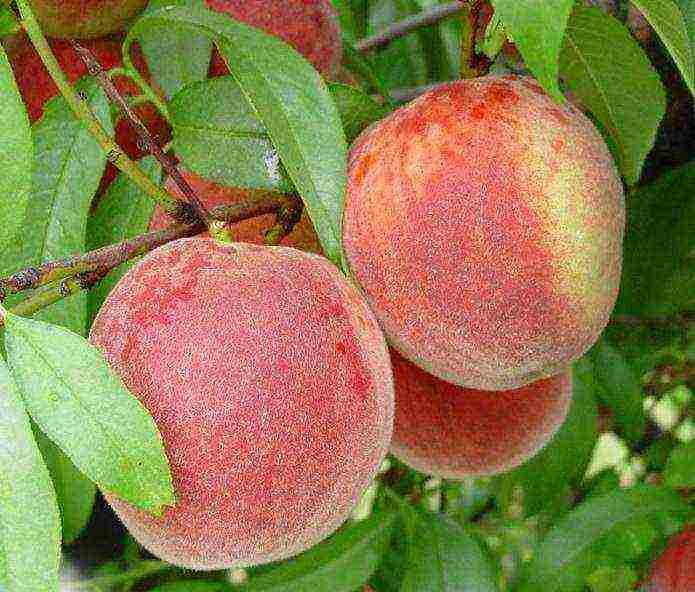 ang pinakamahusay na mga varieties ng peach para sa rehiyon ng Moscow