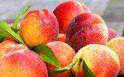 the best peach varieties for the Moscow region