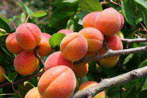 the best peach varieties for the Moscow region