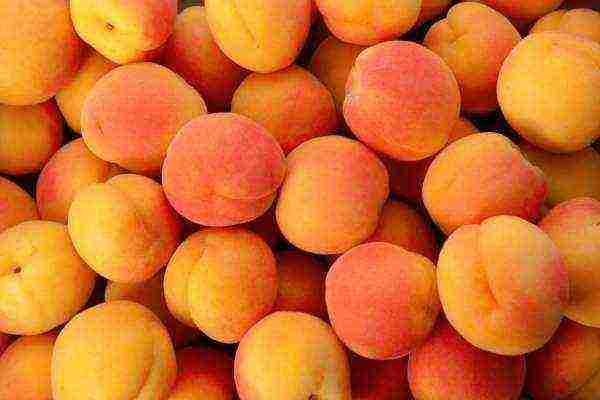 the best peach varieties for the Moscow region