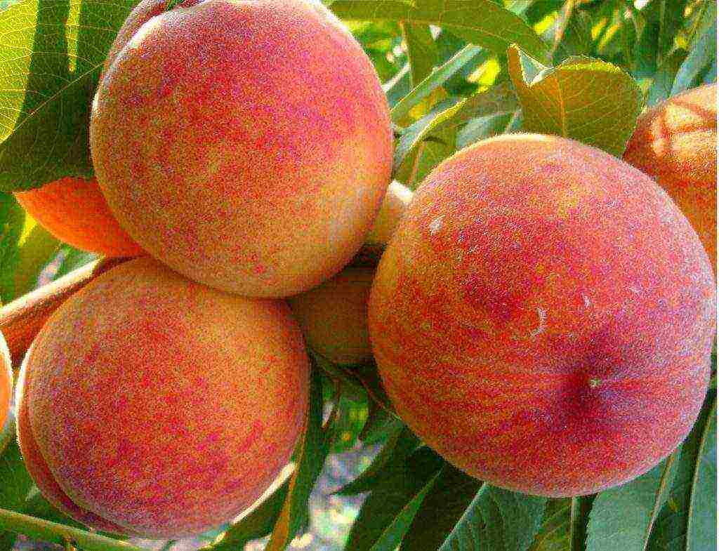 the best peach varieties for the Moscow region
