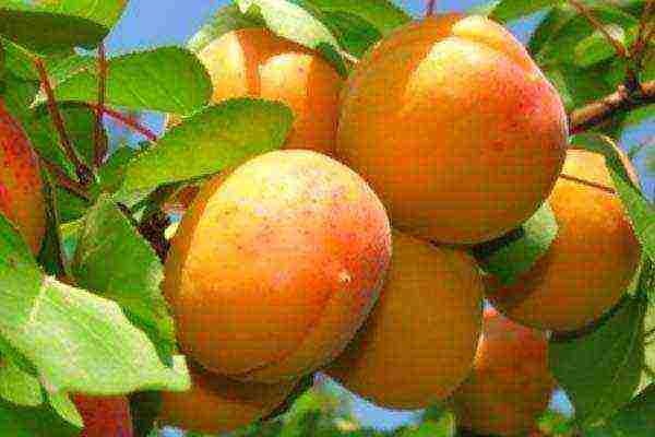 the best peach varieties for the Moscow region