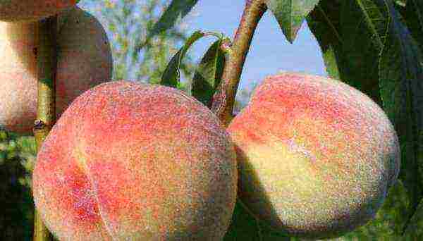 ang pinakamahusay na mga varieties ng peach para sa rehiyon ng Moscow