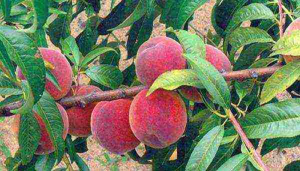 the best peach varieties for the Moscow region