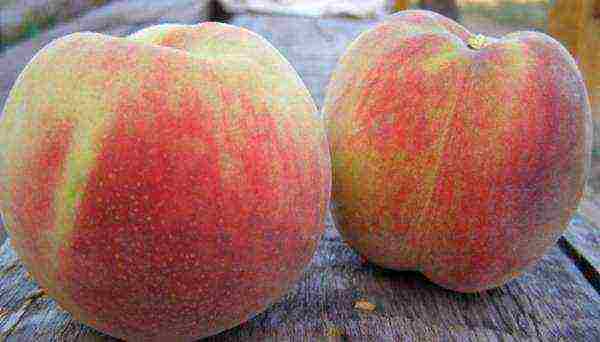 ang pinakamahusay na mga varieties ng peach para sa rehiyon ng Moscow