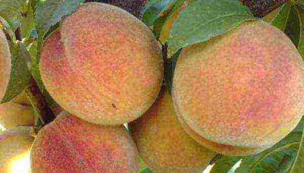 ang pinakamahusay na mga varieties ng peach para sa rehiyon ng Moscow