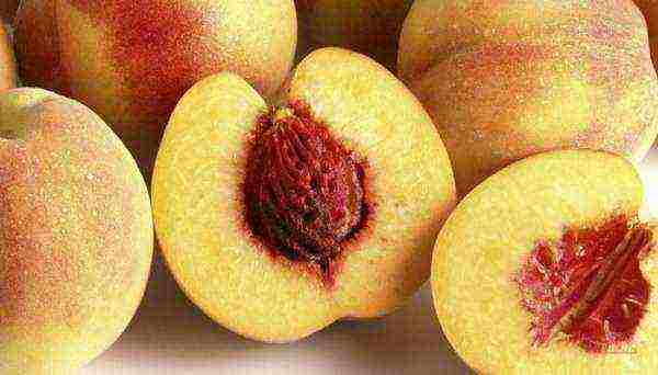 ang pinakamahusay na mga varieties ng peach para sa rehiyon ng Moscow