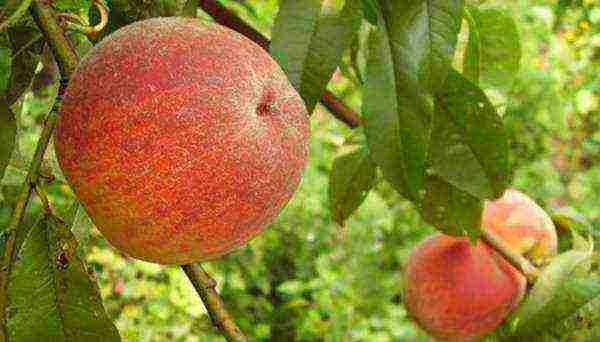 ang pinakamahusay na mga varieties ng peach para sa rehiyon ng Moscow