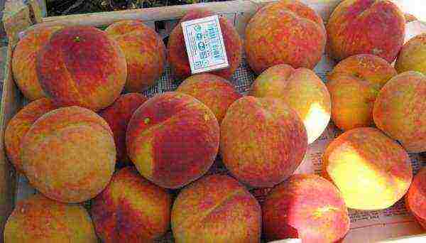 ang pinakamahusay na mga varieties ng peach para sa rehiyon ng Moscow