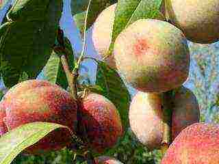 the best peach varieties for the Moscow region