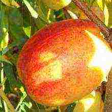 the best peach varieties for the Moscow region