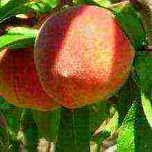 the best peach varieties for the Moscow region