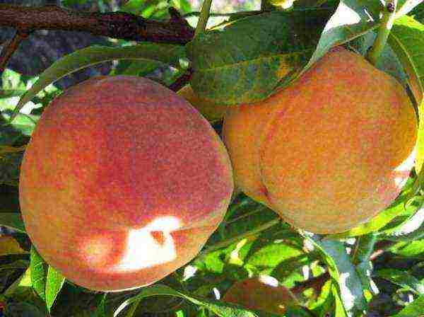 ang pinakamahusay na mga varieties ng peach para sa rehiyon ng Moscow