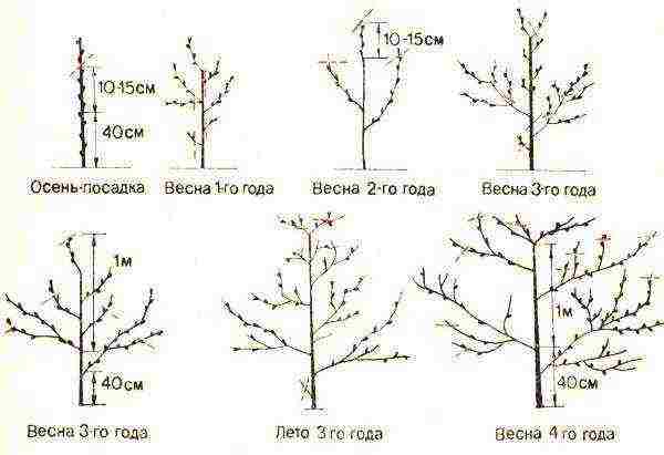 ang pinakamahusay na mga varieties ng peach para sa rehiyon ng Moscow