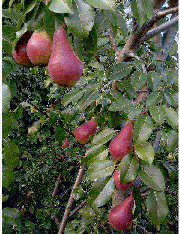 the best peach varieties for the Moscow region