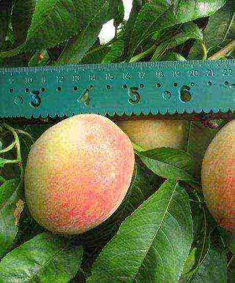 the best varieties of peach in Ukraine