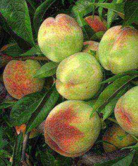 the best varieties of peach in Ukraine