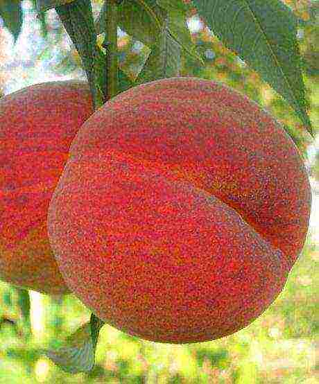 the best peach varieties in Ukraine