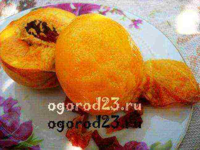 the best varieties of peaches in the kuban