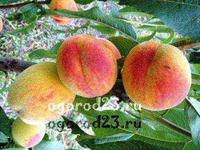 the best varieties of peaches in the kuban