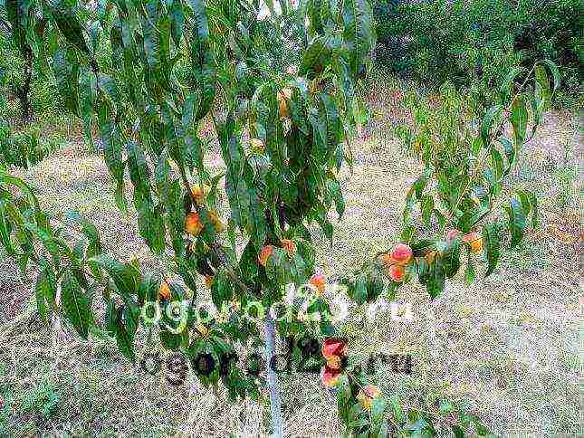 the best varieties of peaches in the kuban