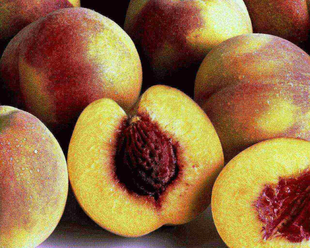 the best varieties of peaches in the kuban