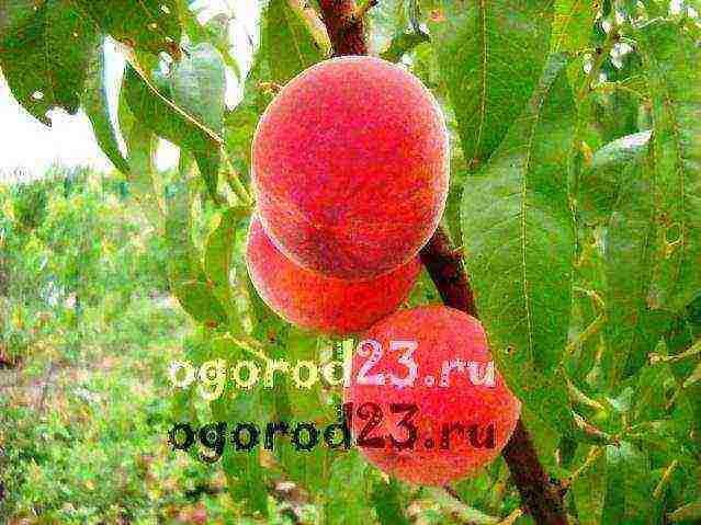 the best varieties of peaches in the kuban