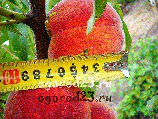 the best varieties of peaches in the kuban