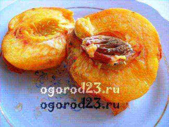 the best varieties of peaches in the kuban