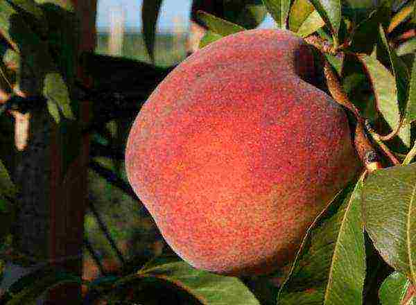 the best varieties of peaches in Crimea