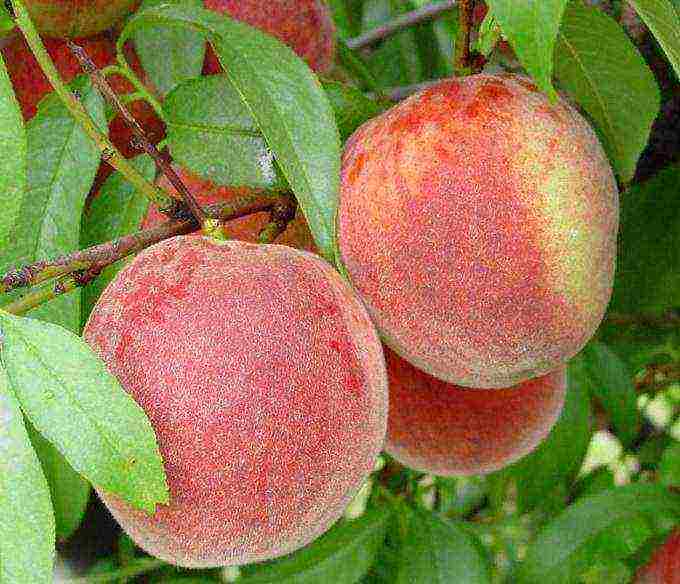 the best varieties of peaches in Crimea