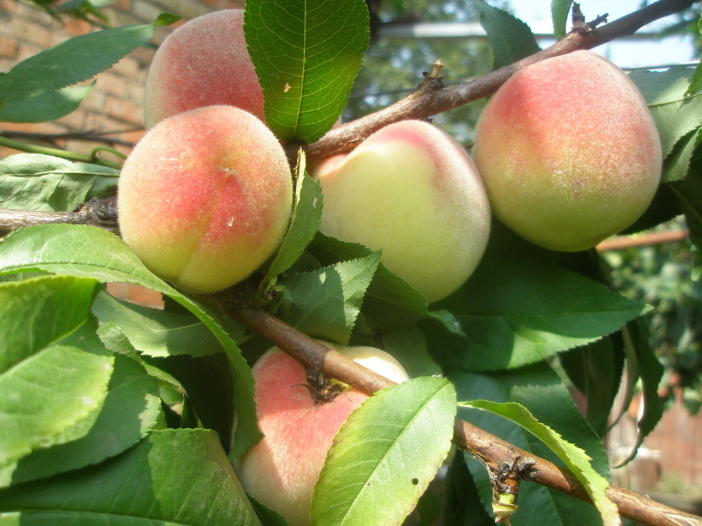 the best varieties of peaches in Crimea