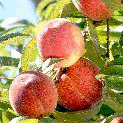 the best varieties of peaches in Crimea