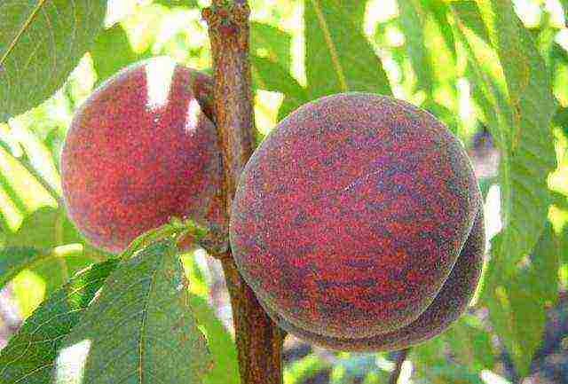 the best varieties of peaches in Crimea