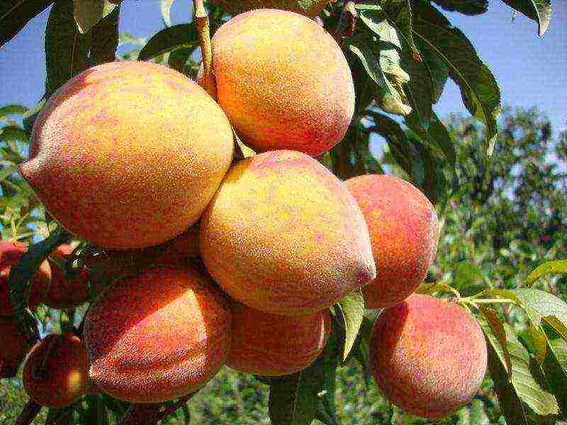the best varieties of peaches in Crimea