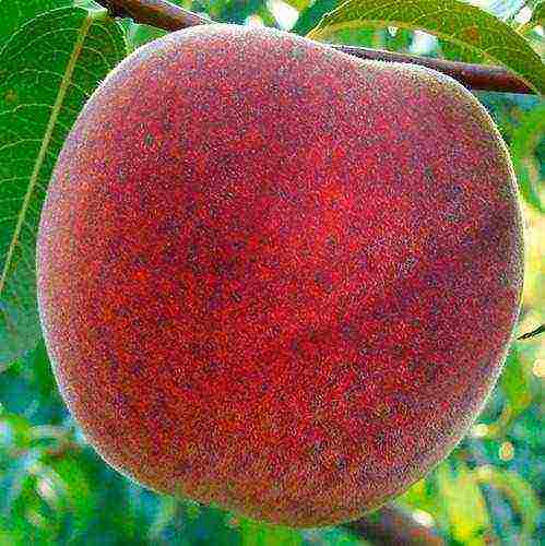 the best varieties of peaches in Crimea