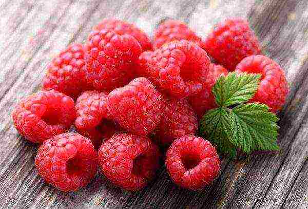 the best varieties of fruit bushes