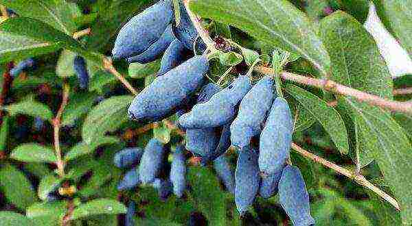 the best varieties of fruit bushes