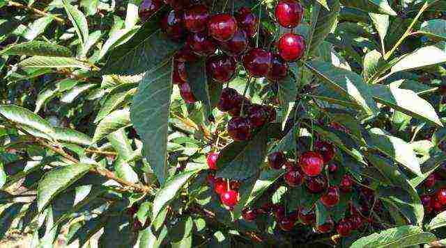 ang pinakamahusay na mga pagkakaiba-iba ng mga fruit bushes